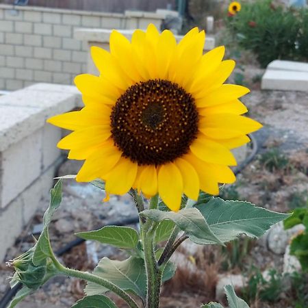 Casa America ファスニア エクステリア 写真